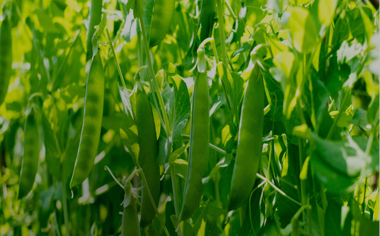 The Nature´s Richness Group The Nature´s Richness Group